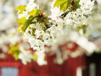 Spring Time For Your Soul -The Relaxing Apple Garden