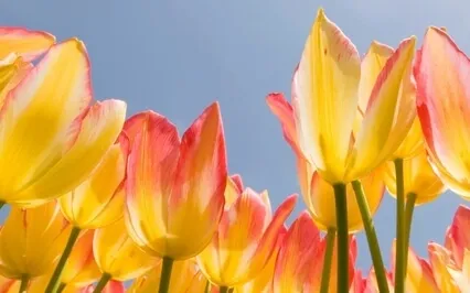 Spring!  Vernal Equinox-Planting The Seeds Of Our Intention!