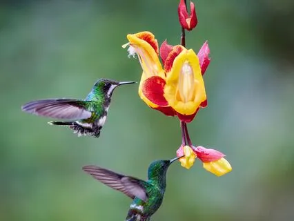 Spring Wakes Up ~ A Mystical Birdsong Meditation