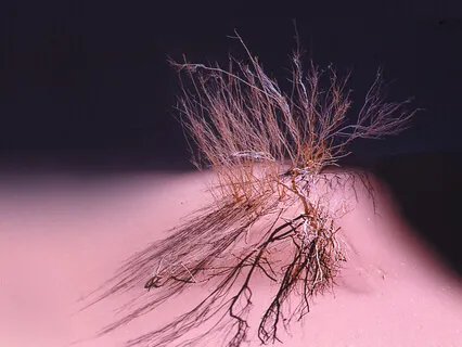 Flute - Spring Water | Die Quelle