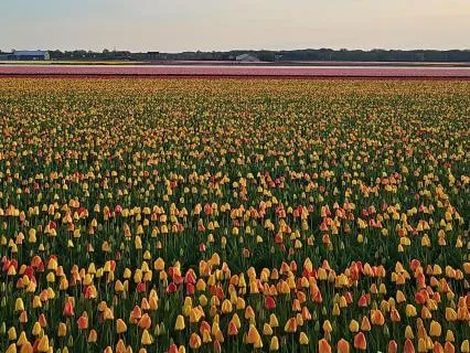 Spring Yoga Nidra For Energy And Creativity