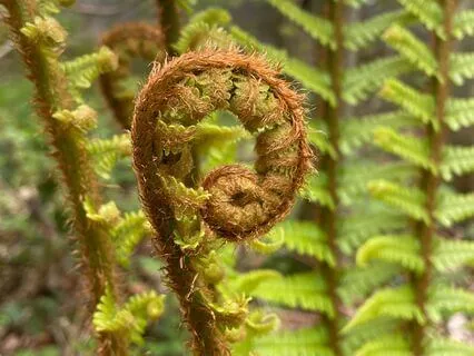 Spring Yoga Nidra For Rest And Renewal