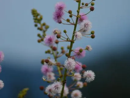 Spring Yoga Nidra For Self-Love