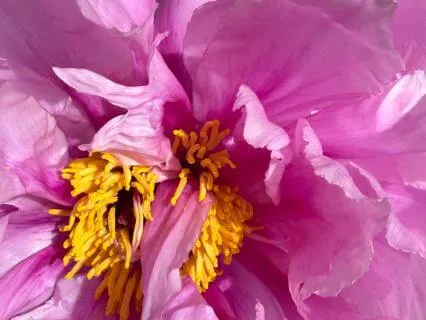 Springtime Bird Songs