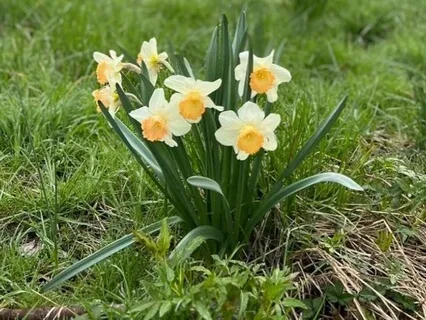 Springtime Dreamtime Yoga Nidra