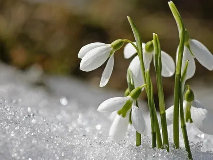 Springtime Energy Cleanse Meditation