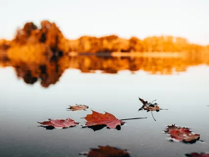 Springtime In The Fall