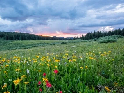 Springtime Meditation For Renewal & Growth 