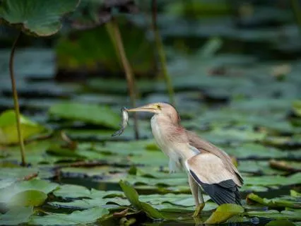 Springtime Morning By The Pond (8 Hours For Sleep)