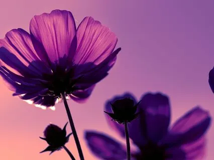 Springtime Rooted Presence And Beauty