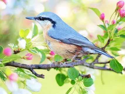 Springtime | Soothing Sounds Of Nature