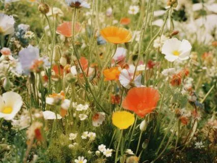 Spring Equinox Nidra For Balance