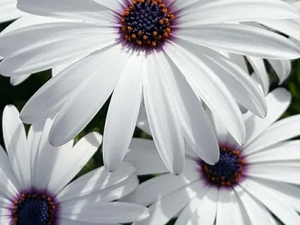 Springtime Yoga Nidra With Sukhmani