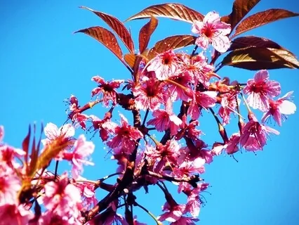Sri Krishna Govinda Hare Murare
