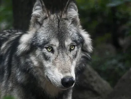 St. Francis Nature Meditation