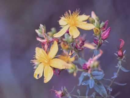 St. John's Wort Meditation To Find Your Bliss