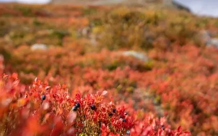 Staalo, The Giant From Lapland
