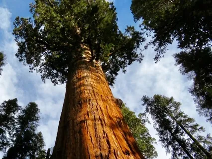 Stand In Your Strength