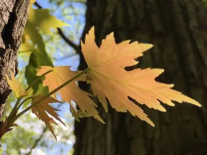 Stand Tall (Stop, Drop And Feel Edition)