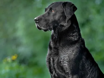 Stand Up For Yourself | Dog Spirit Guide