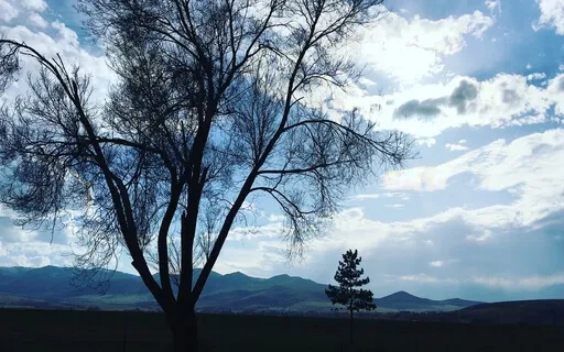 Standing Full Body Scan Phoenix Rising Yoga Therapy Method