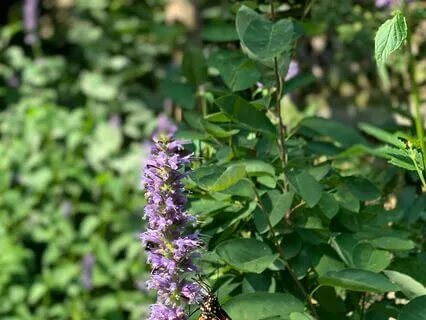 Standing Grounding Meditation