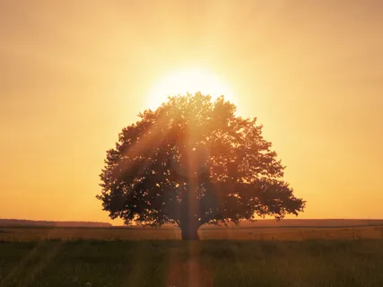 Standing Like A Tree