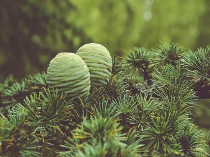 Standing Meditation: Five-Element Yin Massage