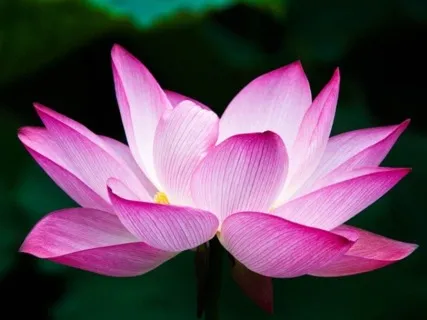 Standing Mindful Movement 