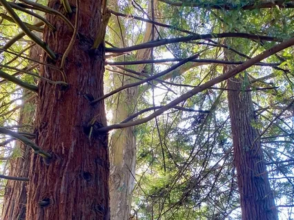 Standing Strength Meditation