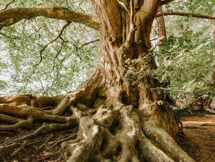 Standing Tree Of Life Meditation