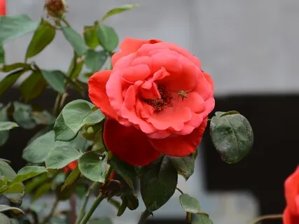 Standing Up To Stress 