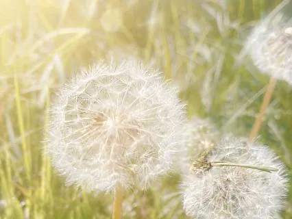 Stardust Settling, Success Activation
