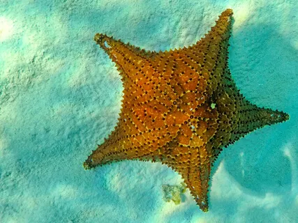 Starfish: Moving From Center