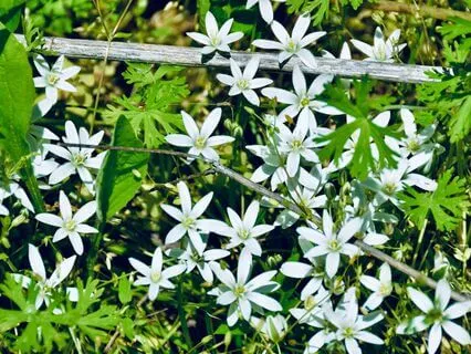 Starflowers – Healing Harp Music with Crickets (963 Hz)