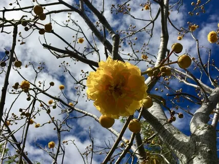 Starry's Short Somatic Meditation 01