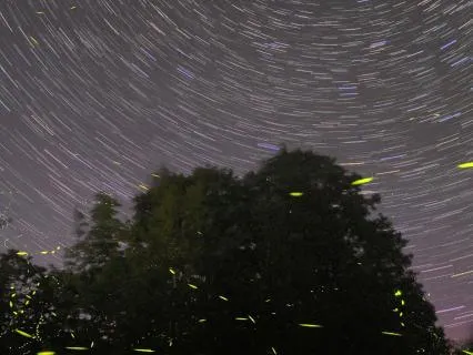 Stars And Fireflies, A Poem