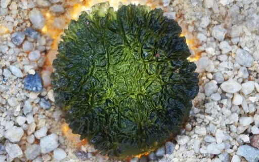 Starseed-Moldavite Transmission.