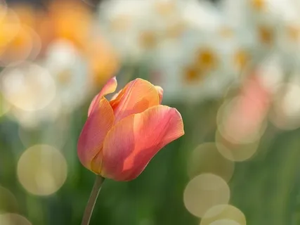 Star Sister (For Sondra)