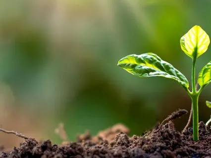 Start Here - Morning Intention