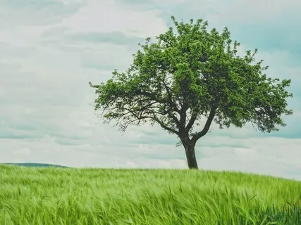 Start The Day In Joy