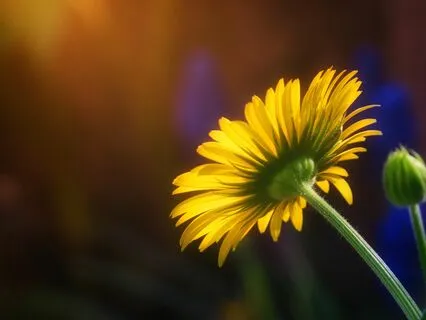 Start Your Day With Joy (Daily Morning Practice)