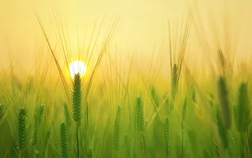 Starting Your Day With Intention