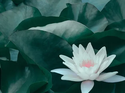 Starting Your Meditation Practice