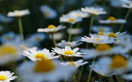 Stay Calm & Grounded