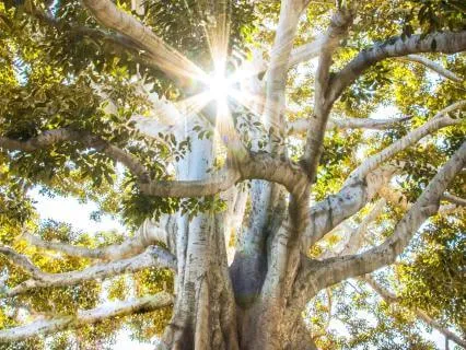 Stay Rooted In Being - Soul Healing Music