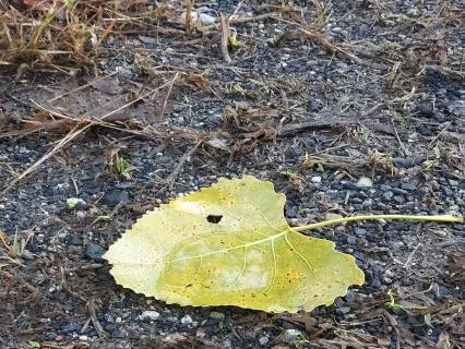 Staying Connected To Nature