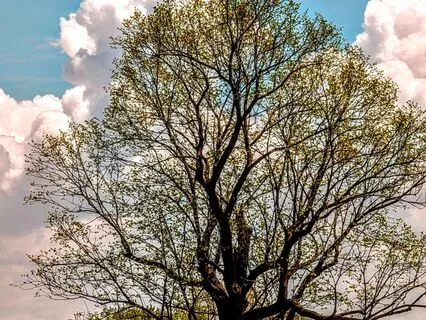 Steadiness Of Mind Short Form Guided Yoga Nidra