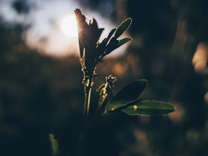 Steady Breath | Morning Meditation