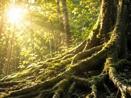 Steady Root – 4.9Hz